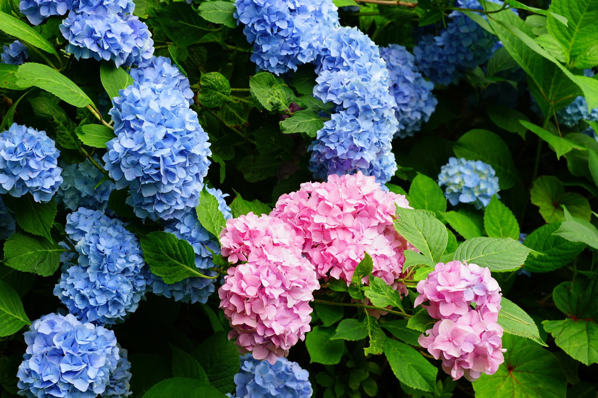 土壌で変わる？紫陽花の「七変化」